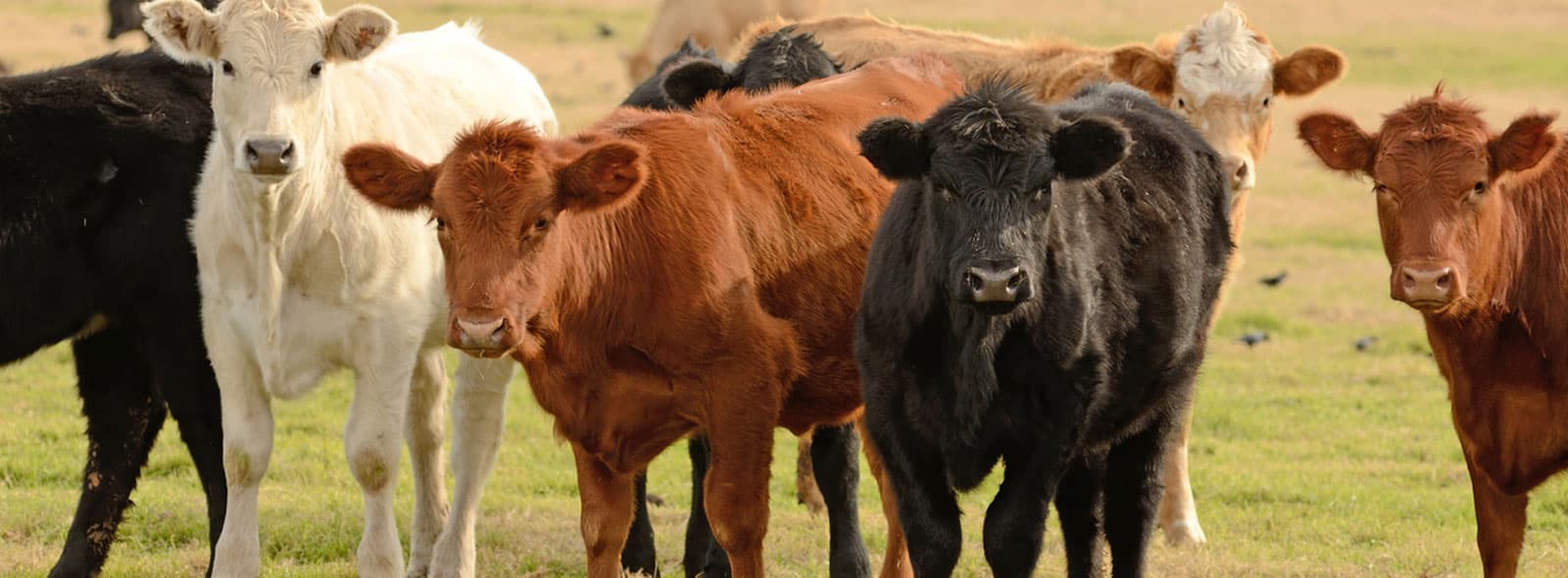 Cattle on a South Central Texas ranch