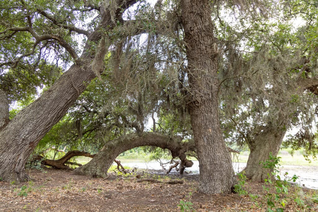 000 CR 240, Hallettsville, TX 77964 — public listing photo 3