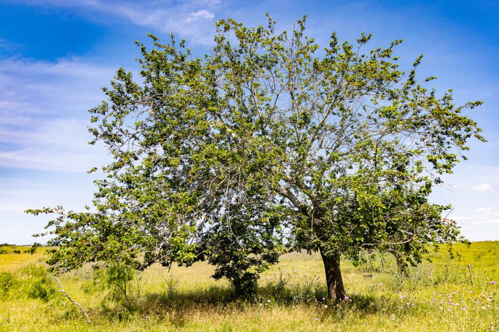 000 CR 369, Shiner, TX 77984 — public listing photo 5