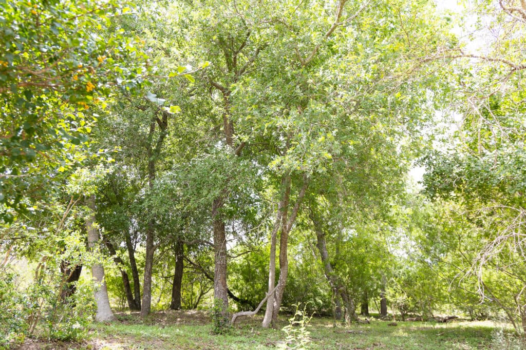 000 FM 2043, Goliad TX — public listing photo 6