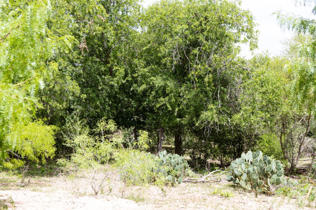 000 FM 2043, Goliad TX — public listing photo 8