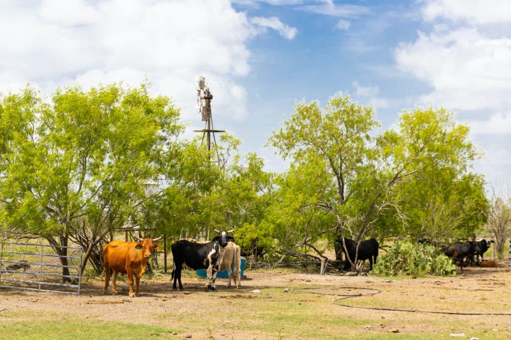 000 FM 2043, Goliad TX — public listing photo 11
