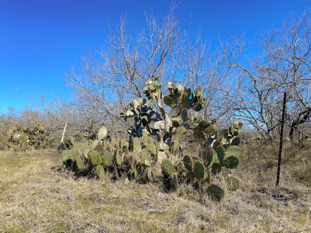 000 FM 2043, Goliad TX — public listing photo 44