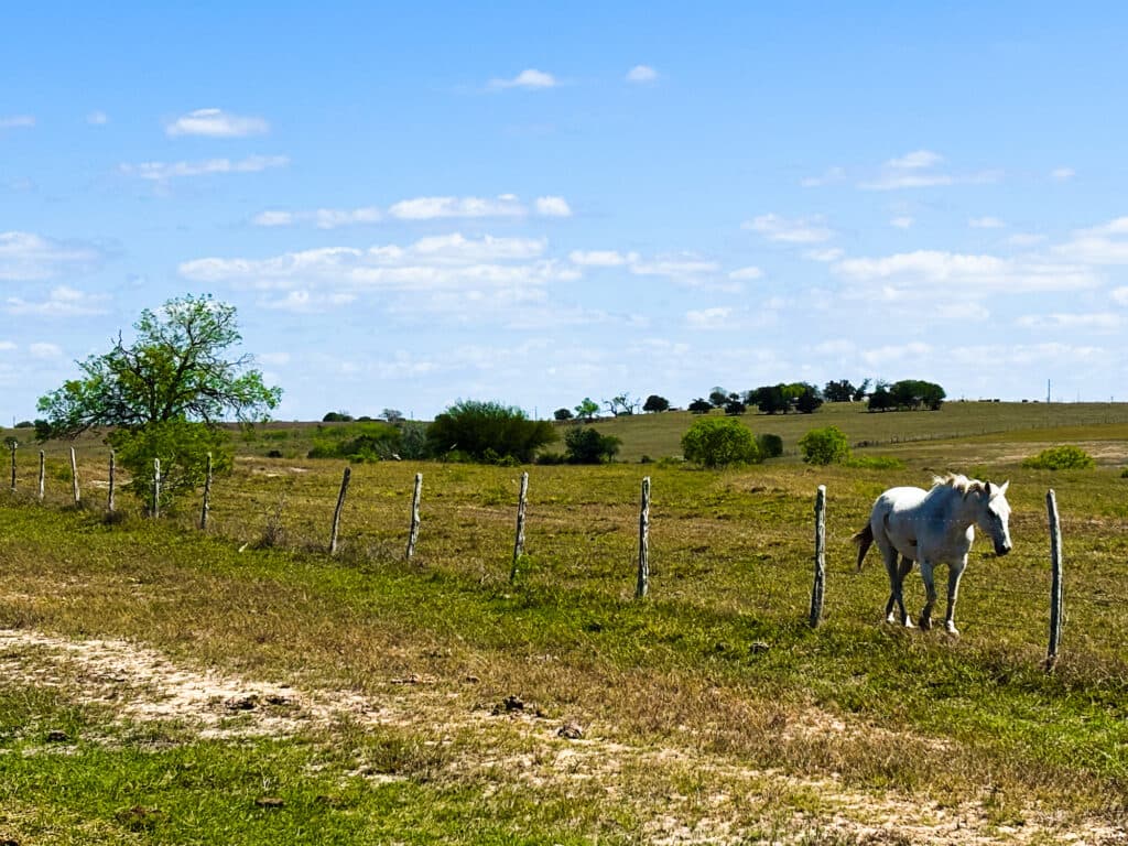 1037 CR 340, Shiner, TX 77984 — public listing photo 20