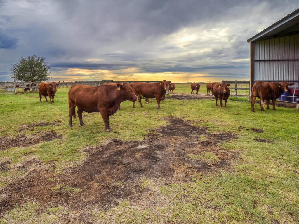 198 CR 310, Yoakum TX — public listing photo 31