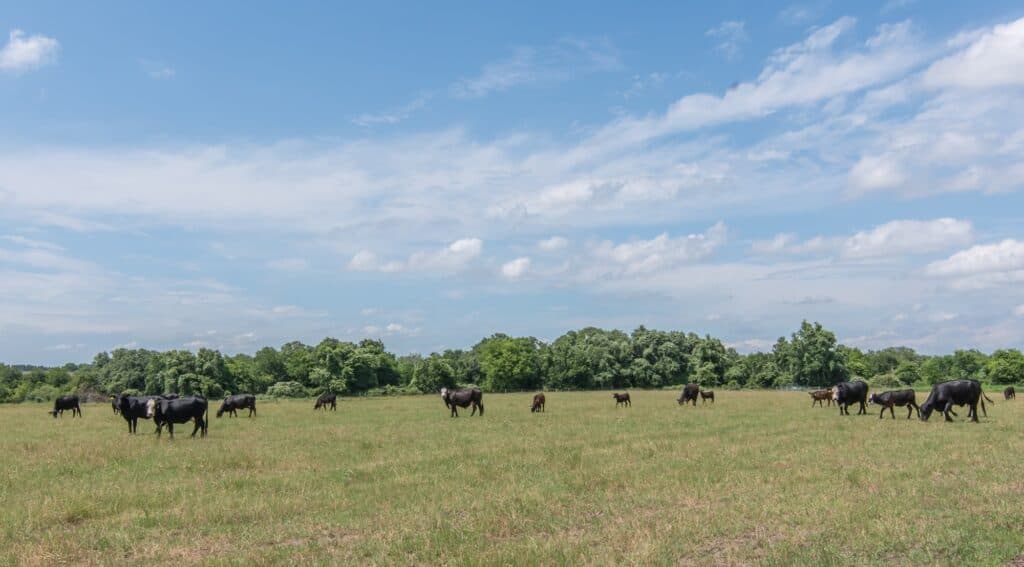 211 CR 317, Yoakum — public listing photo 27