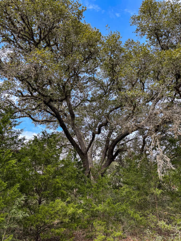 819 CR 152, Hallettsville, TX — public listing photo 23