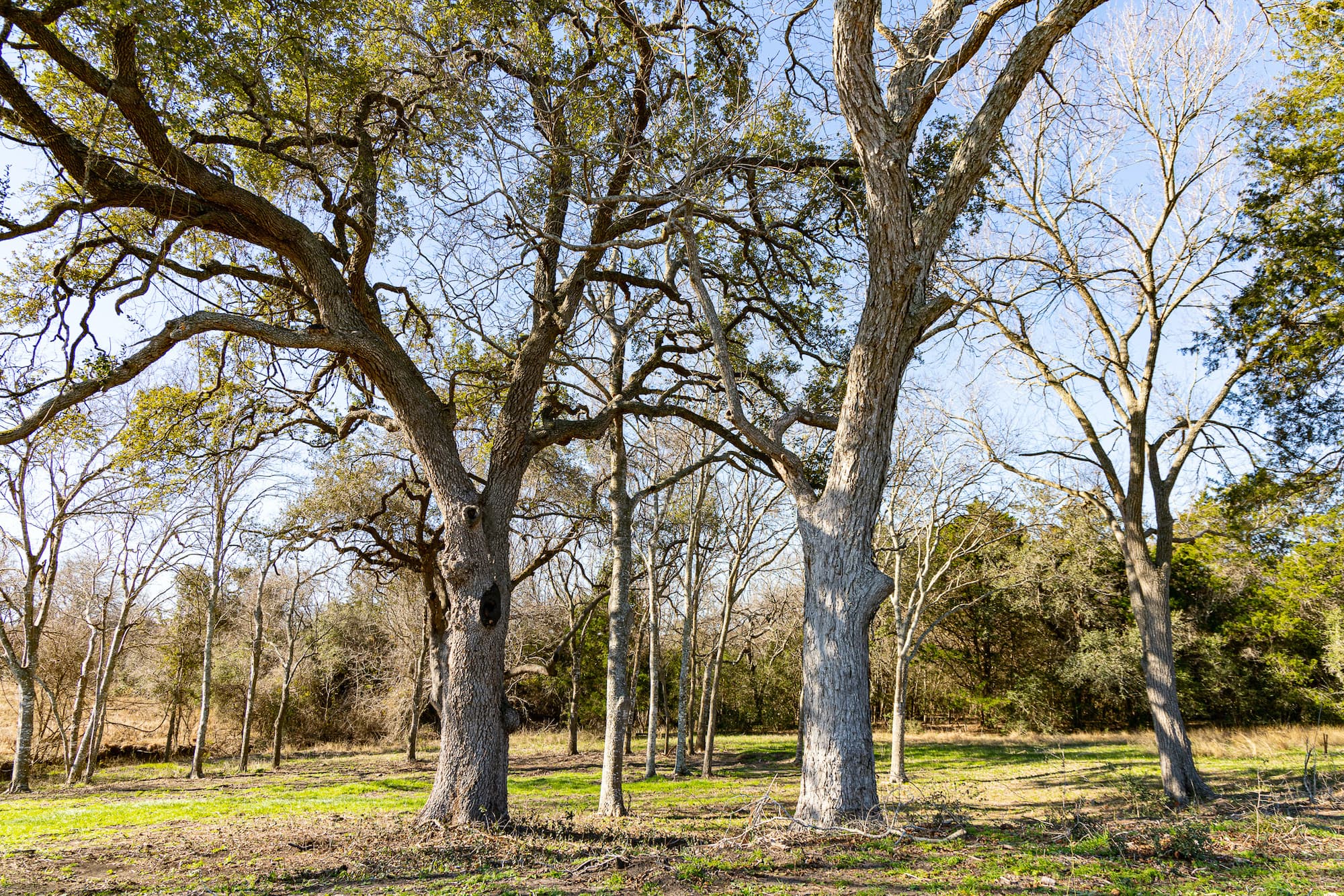 Lots 1-14 Creek Bend Estates, CR 362, Shiner — public listing photo 3