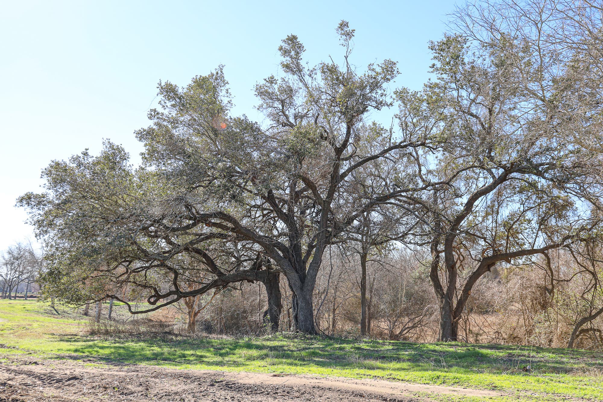 Lots 1-14 Creek Bend Estates, CR 362, Shiner — public listing photo 5