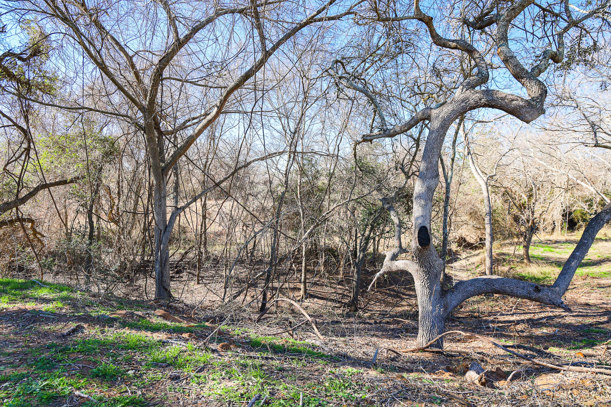 Lots 1-14 Creek Bend Estates, CR 362, Shiner — public listing photo 6