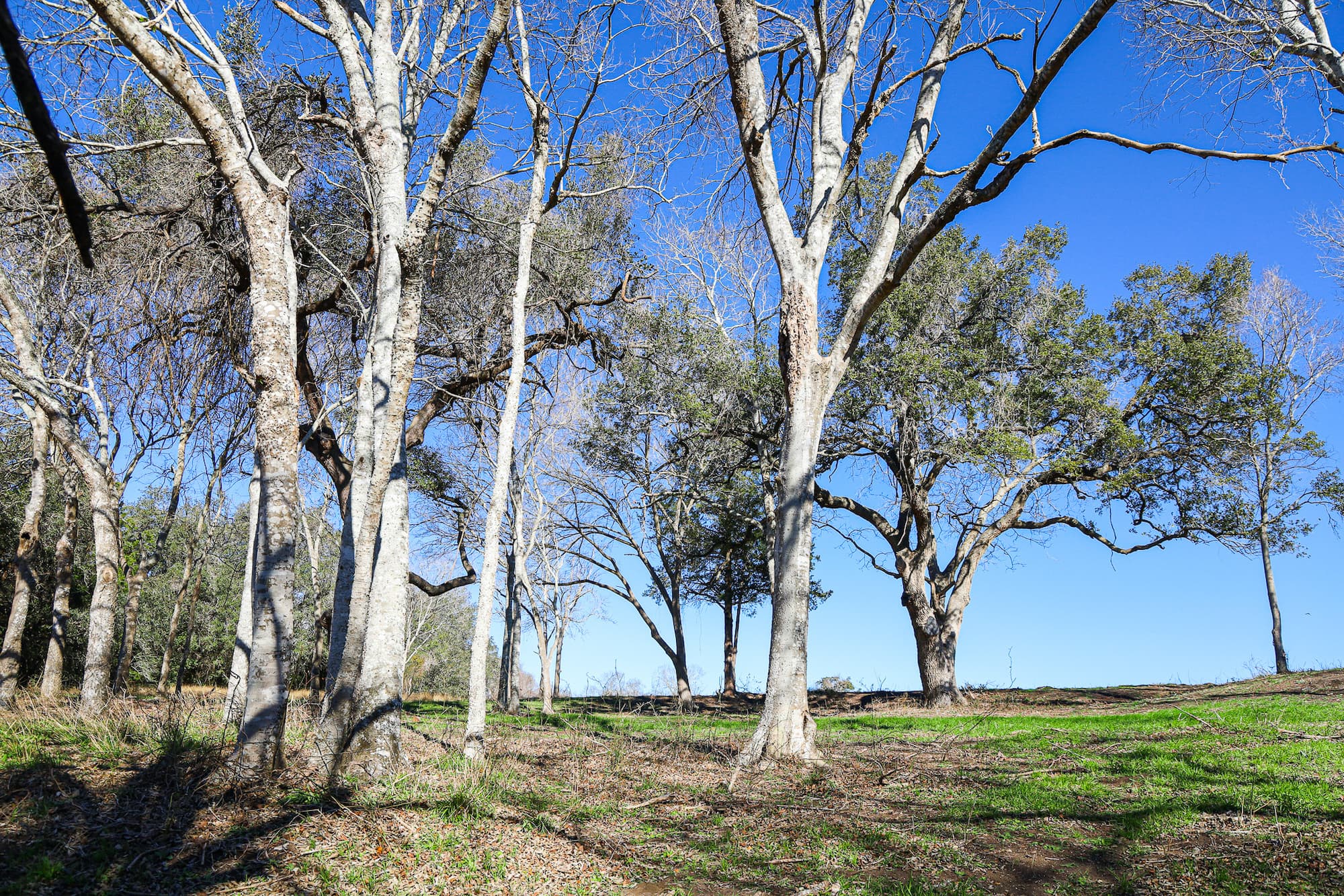 Lots 1-14 Creek Bend Estates, CR 362, Shiner — public listing photo 9