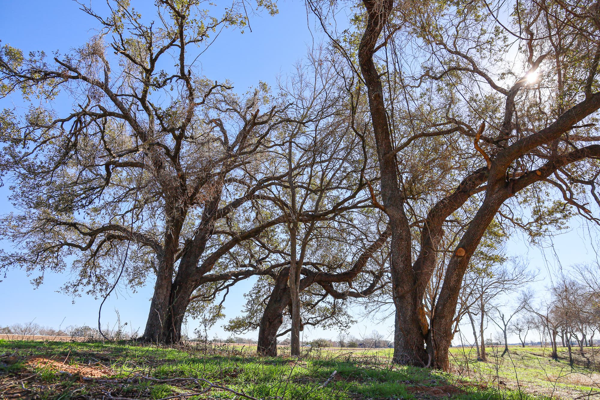 Lots 1-14 Creek Bend Estates, CR 362, Shiner — public listing photo 11
