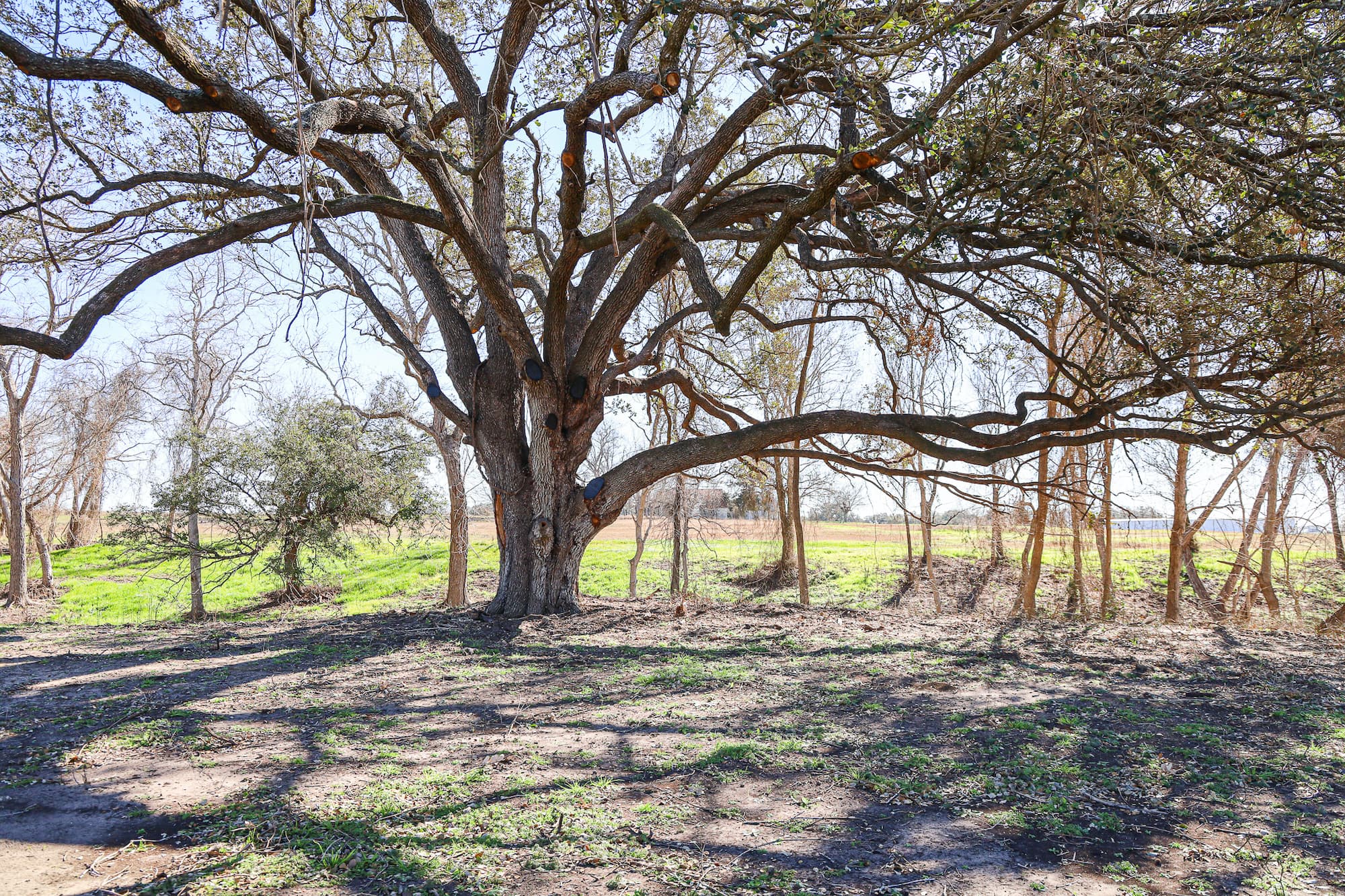 Lots 1-14 Creek Bend Estates, CR 362, Shiner — public listing photo 19