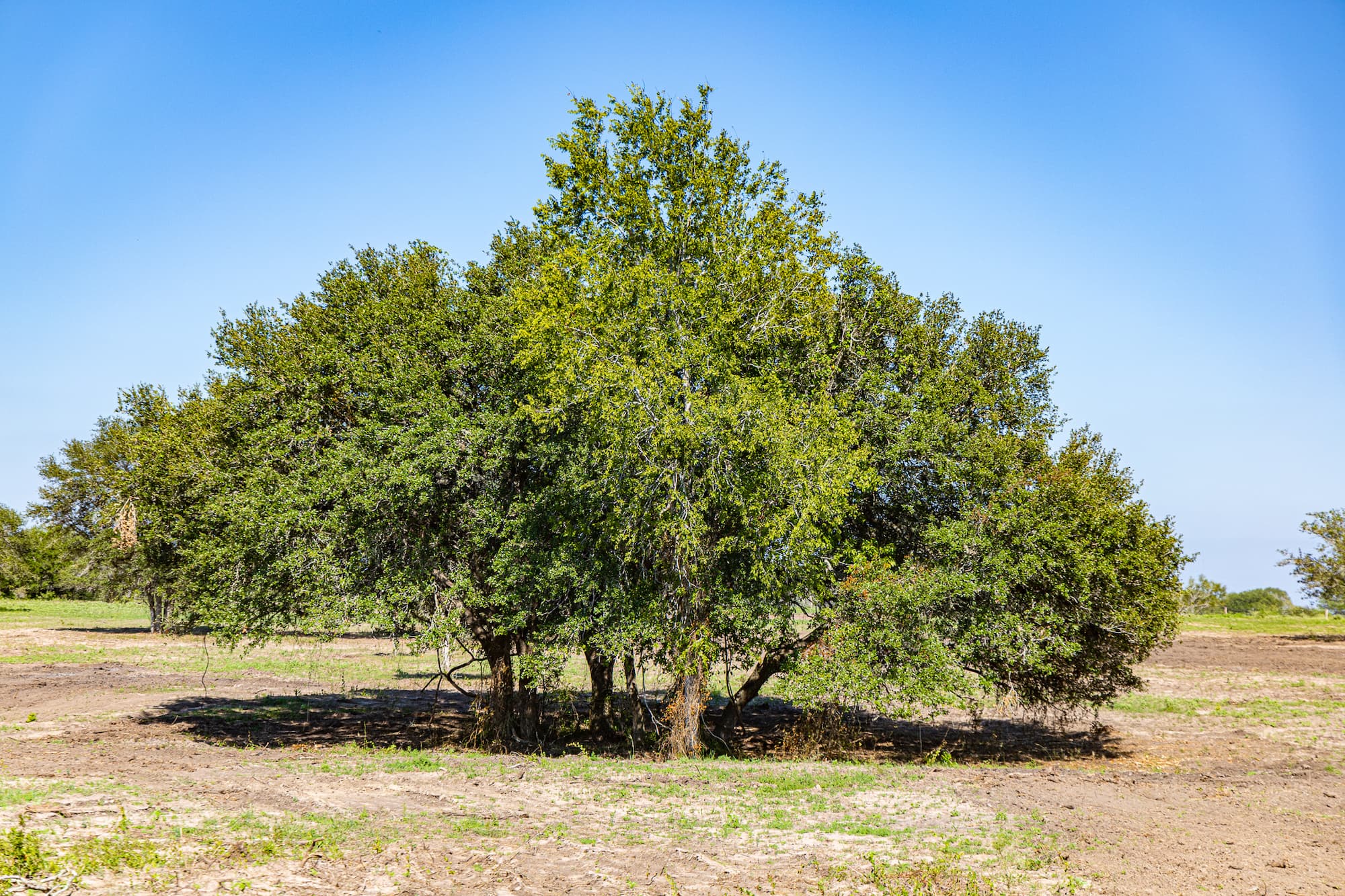 Lots 1-5 FM 531 / CR 430, Hallettsville, TX 77964 — public listing photo 5