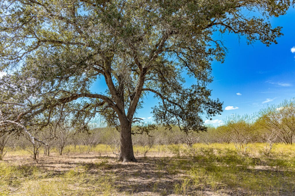 11341 FM 340, Moulton 77975
