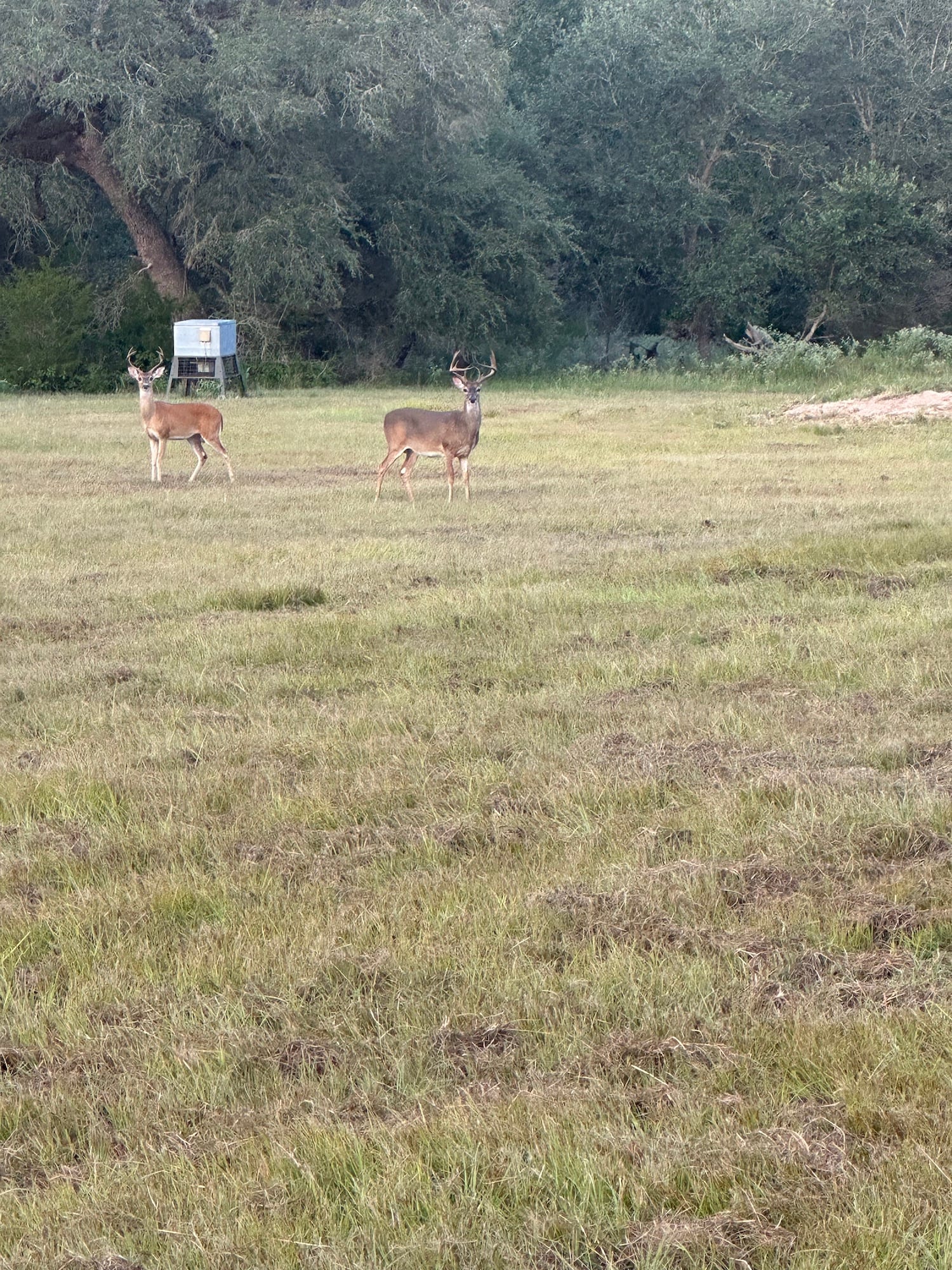 7121 CR 125, Hallettsville, TX